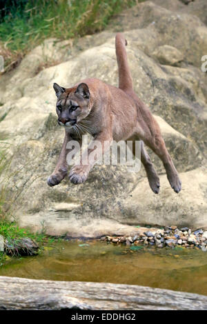 Puma, Puma oder Berglöwe (Felis Concolor), Erwachsene, springen über Wasser, ursprünglich aus Amerika, Gefangenschaft, England, Vereinigtes Königreich Stockfoto