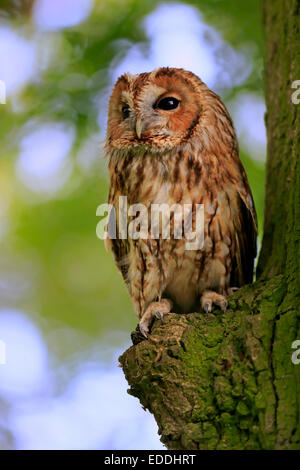 Waldkauz, Holz Waldkauz oder braune Eule (Strix Aluco), Erwachsene thront auf Baum, Surrey, England, Vereinigtes Königreich Stockfoto