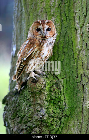 Waldkauz, Holz Waldkauz oder braune Eule (Strix Aluco), Erwachsene thront auf Baum, Surrey, England, Vereinigtes Königreich Stockfoto