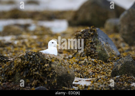 Gemeinsamen Gull (Larus Canus) thront am Ufer. East Lothian. Schottland. VEREINIGTES KÖNIGREICH. Stockfoto