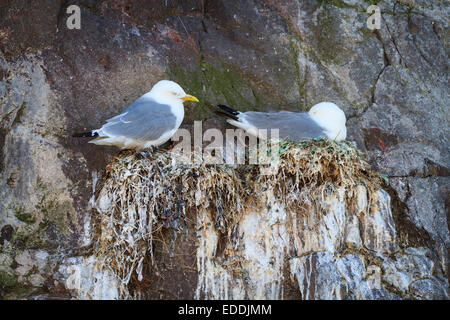 Dreizehenmöwe (Rissa Tridactyla) Verschachtelung Kolonie auf Felsen. Dunbar. East Lothian. Schottland. VEREINIGTES KÖNIGREICH. Stockfoto