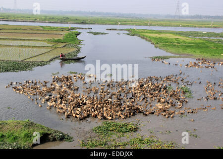 Der Bauer mit seinen Enten auf die backwaters von savar in Dhaka am 06. Januar 2015. Stockfoto