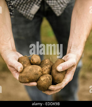 Mann, der eine Handvoll frisch geerntete Kartoffeln in seinen Händen hält. Stockfoto