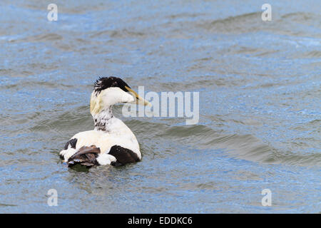 Eiderenten (Somateria Mollisima) männlich am Meer schwimmen. East Lothian. Schottland. VEREINIGTES KÖNIGREICH. Stockfoto