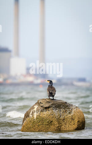 Kormoran (Phalacrocorax Carbo) thront auf Felsen mit Industrieschornsteine im Hintergrund. East Lothian. Schottland. VEREINIGTES KÖNIGREICH. Stockfoto