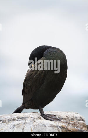 Shag (Phalacrocorax Aristotelis) putzen. Farne Islands. Northumberland. VEREINIGTES KÖNIGREICH. Stockfoto