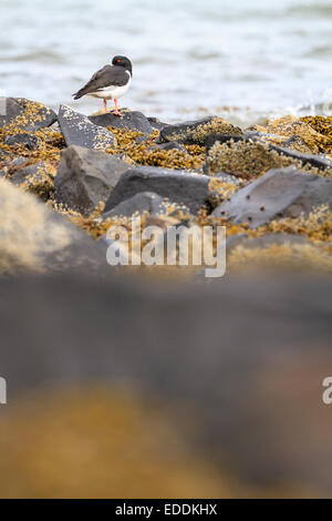 Eurasischen Austernfischer (Haematopus Ostralegus) auf Felsen am Ufer gelegen. East Lothian. Schottland. VEREINIGTES KÖNIGREICH. Stockfoto