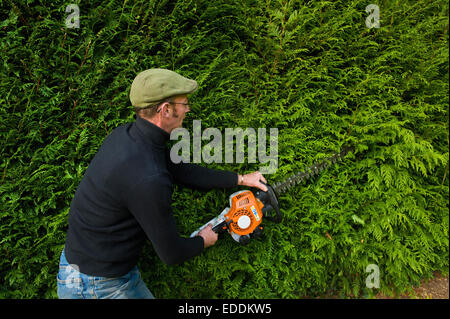 Ein Mann mit einer motorisierten Heckenschere eine dichte grüne Hecke trimmen. Stockfoto