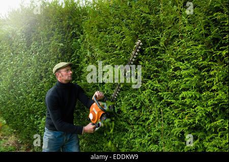 Ein Mann, eine hohe Hecke mit einer motorisierten Heckenschere trimmen. Stockfoto