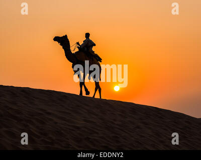 Kamele bei der Thar-Wüste in der Nähe von Jaisalmer in Rajasthan, Indien Stockfoto