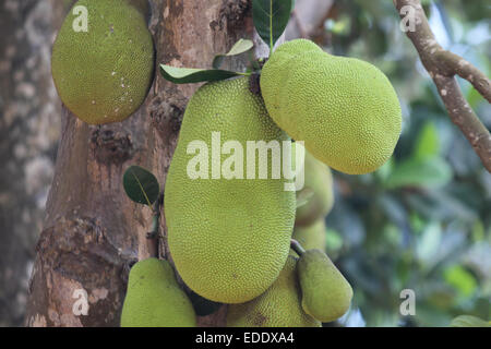 Ein harvestful Jackfruit Baum in Kampala, Uganda Stockfoto