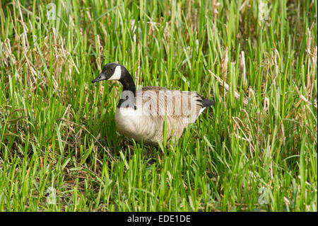 Eine kanadische Gans (Branta Canadensis) Fütterung in den Feuchtgebieten des East Yorkshire, England Stockfoto