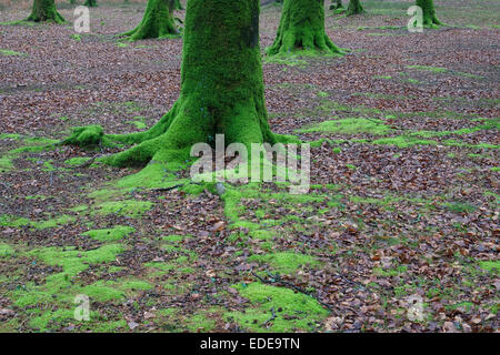 Grüne Moos bedeckte Baumstämme im Wald, normandie, frankreich Stockfoto