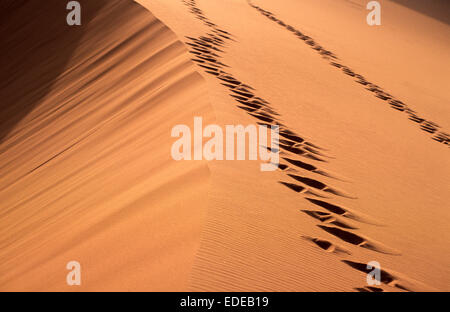 Marokko, Sahara-Wüste, Merzouga, Erg Chebbi Sanddünen Stockfoto