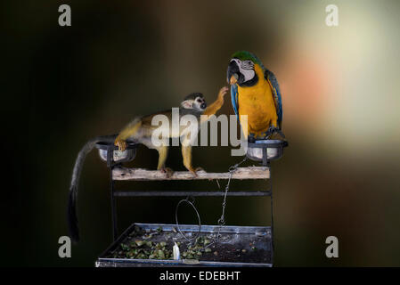 Boshaftes Tier. Affe stehlen Essen von einem erschrockenen Macaw. Lustige Tiere. Eine Reihe von drei Sequenzen Stockfoto