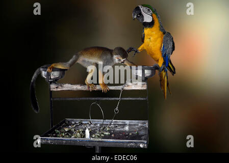 Boshaftes Tier. Affe stehlen Essen von einem erschrockenen Macaw. Lustige Tiere. Eine Reihe von drei Sequenzen Stockfoto