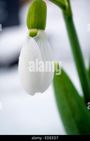 Weiße Schneeglöckchen Blume Nahaufnahme im Schnee Stockfoto