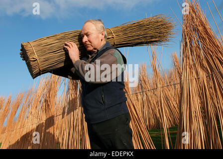 Weide wächst und schneiden auf den Somerset Levels, mit Produkten wie Körbe, Holzkohle und Särge. Stockfoto