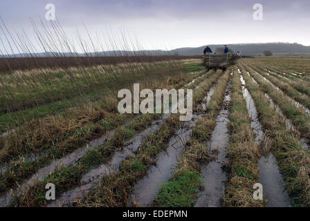 Weide wächst und schneiden auf den Somerset Levels, mit Produkten wie Körbe, Holzkohle und Särge. Stockfoto