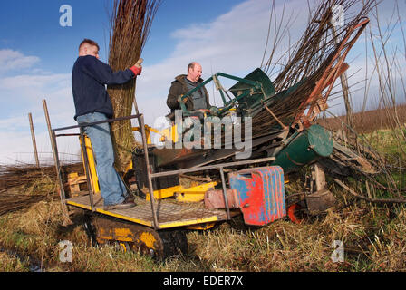 Weide wächst und schneiden auf den Somerset Levels, mit Produkten wie Körbe, Holzkohle und Särge. Stockfoto