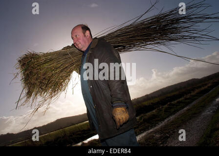 Weide wächst und schneiden auf den Somerset Levels, mit Produkten wie Körbe, Holzkohle und Särge. Stockfoto