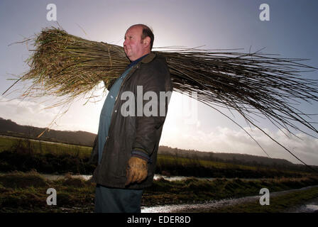 Weide wächst und schneiden auf den Somerset Levels, mit Produkten wie Körbe, Holzkohle und Särge. Stockfoto