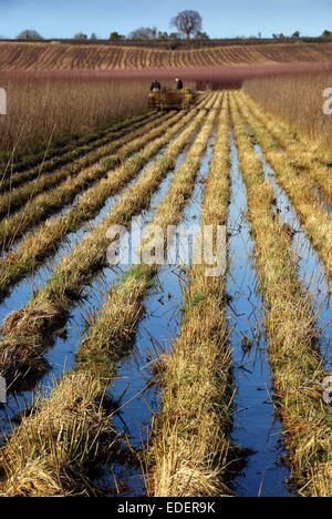 Weide wächst und schneiden auf den Somerset Levels, mit Produkten wie Körbe, Holzkohle und Särge. Stockfoto