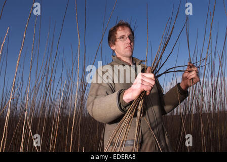 Weide wächst und schneiden auf den Somerset Levels, mit Produkten wie Körbe, Holzkohle und Särge. Stockfoto