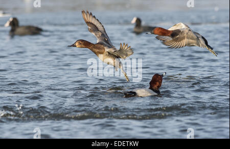 Weibliche Reiherenten und männliche Tafelenten-Ente, die Landung auf einem See. Stockfoto