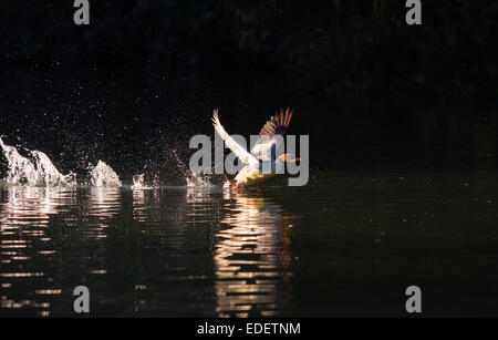 Weiblicher Gänsesäger ausziehen über einen See. Stockfoto