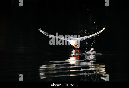 Black Headed Gull wegfliegen. Stockfoto