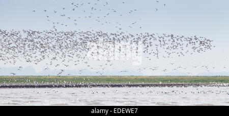 Schwärme von Knoten und Austernfischer bei Flut an Snettisham in Norfolk - UK Stockfoto