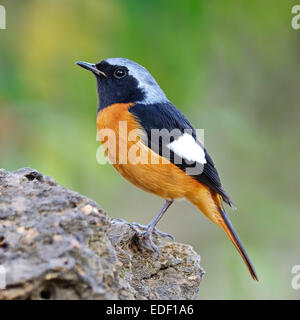 Bunte orange Vogel, männliche Daurische Redstart (Phoenicurus Auroreus), stehend auf dem Rock, seitliche Profil Stockfoto