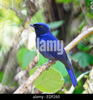 Bunten blauen Vogel, männliche große Niltava (Niltava Grandis), stehend auf einem Ast, Seitenprofil Stockfoto