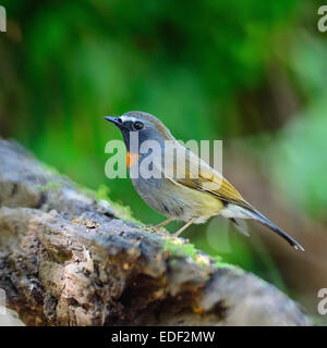 Flycatcher Vögelchen, männliche Rufous gorgeted Fliegenschnäpper (Ficedula Strophiata), stehend auf das Protokoll, Seitenprofil Stockfoto