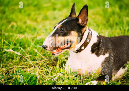Close Up Haustier Bullterrier Hund Portrait am grünen Rasen Stockfoto