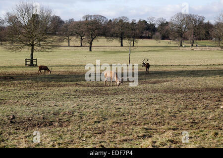 Wollaton Deer Park, Nottingham Stockfoto