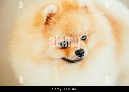 Deutscher Zwergspitz Welpen kleine Spitz Hund Close Up Portrait Stockfoto
