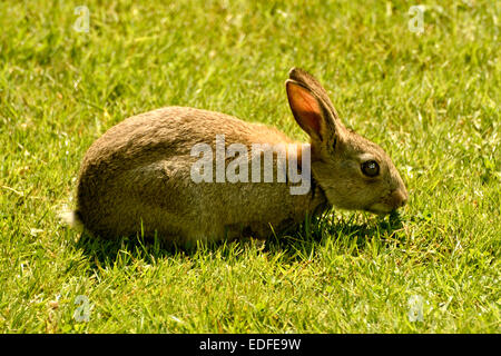 EINZELNES KANINCHEN ESSEN GRASS AUF EINER WIESE IM VEREINIGTEN KÖNIGREICH Stockfoto
