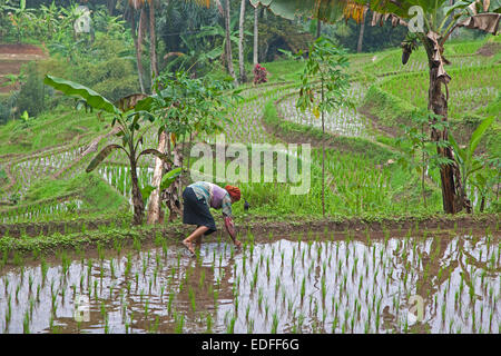 Indonesierin Pflanzen Reis in terrassierten Reisfelder an den Hängen des Mount Gede / Vulkan Gunung Gede, Java, Indonesien Stockfoto