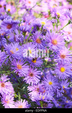 großer Strauch mit violetten Chrysantheme mit vielen Blumen Stockfoto