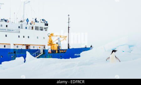 Die Akademik Shokalskiy bedrängt durch Packeis. Stockfoto