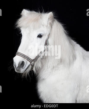 weißes Pony Porträt des Kopfes vor schwarzem Hintergrund Stockfoto