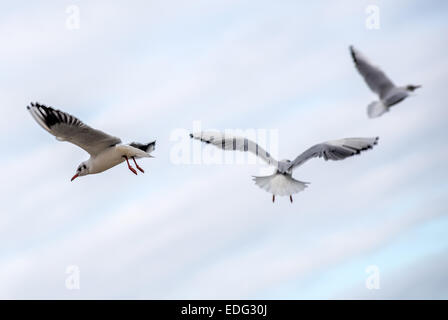 Möwen in Orlowo Bezirk in Gdynia, Polen Stockfoto