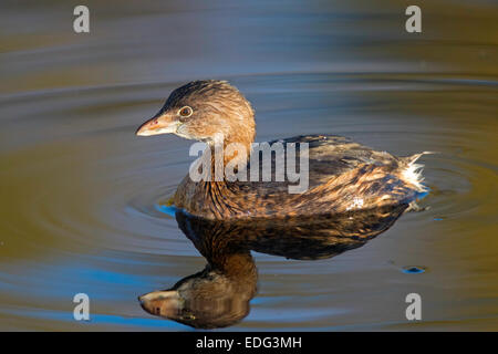 Pied – abgerechnet Grebe Podilymbus Podiceps Tucson, Pima County, Arizona, USA 4 Januar erwachsen im Winterkleid.        Podic Stockfoto