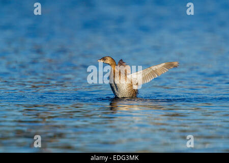 Pied – abgerechnet Grebe Podilymbus Podiceps Tucson, Pima County, Arizona, USA 4 Januar erwachsen im Winterkleid Flügel flattern Stockfoto