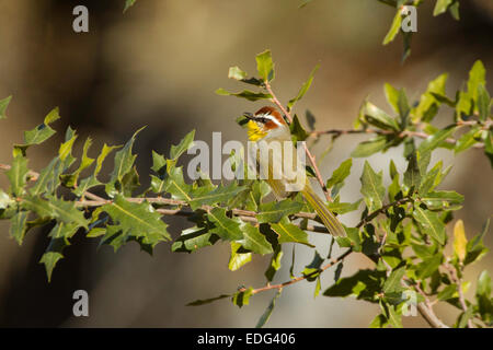 Rufous-capped Warbler Basileuterus Rufifrons Santa Rita Mountains, Pima County, Arizona, USA 30 Dezember Erwachsene Stockfoto