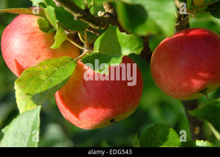 Drei reifen roten Äpfeln. "Red Devil" Vielfalt Stockfoto