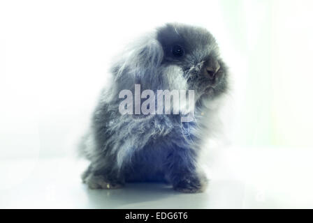 Ein niedliches Baby Hase isoliert auf weißem Hintergrund Stockfoto