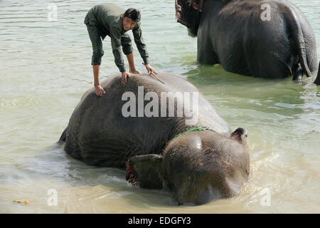 CHITWAN, NEPAL - 14. Oktober: Indische Elefanten - Elephas Maximus Indicus-nehmen Sie ein Bad nach einem Arbeitstag, den Transport von Safari-Tourismus Stockfoto